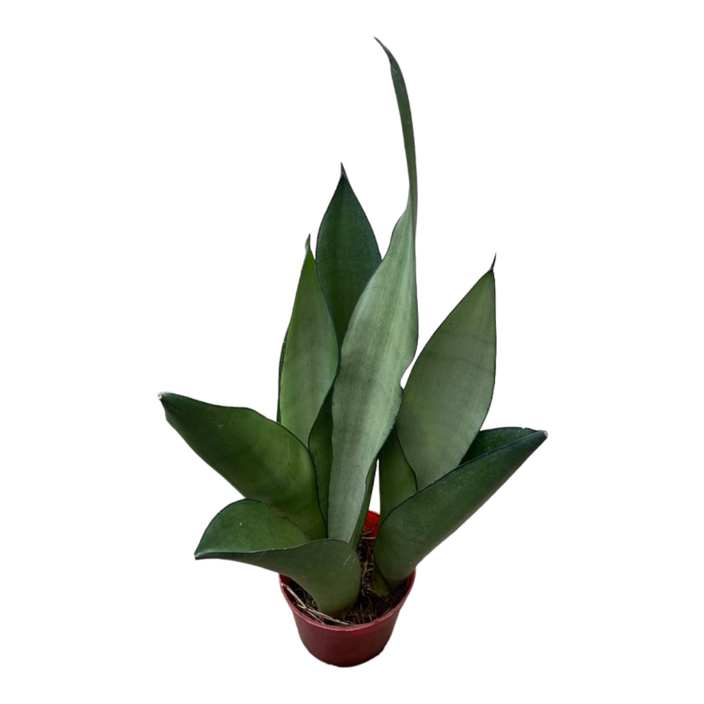 Sansevieria, Moonshine (0.3m)