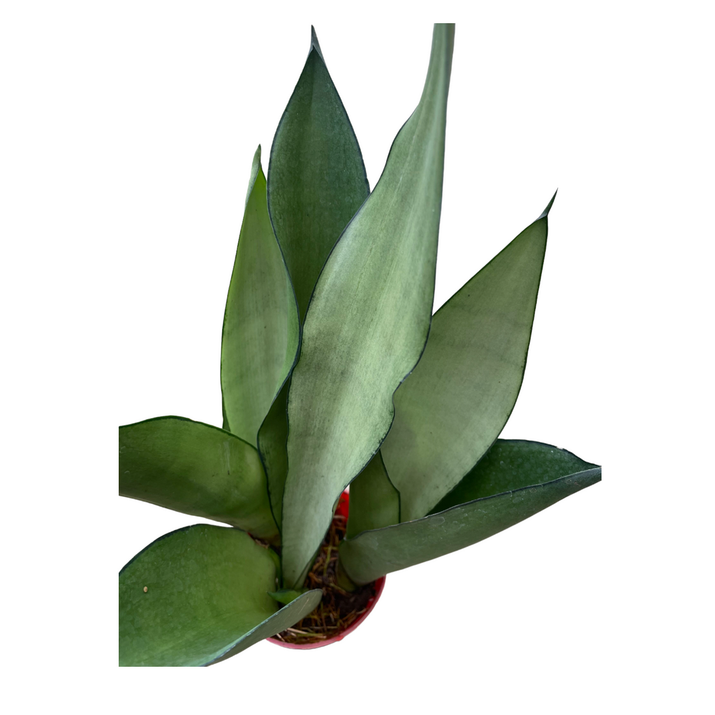 Sansevieria, Moonshine (0.3m)