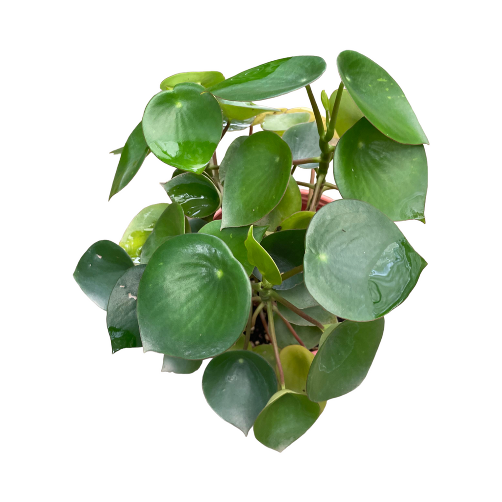 Pilea Peperomioides in White B. for Original Round 18cm (0.3m)