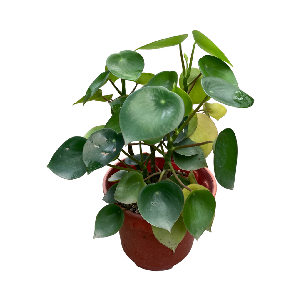 Pilea peperomioides, Chinese Money Plant in Velvet Violet Brussels Diamond Round