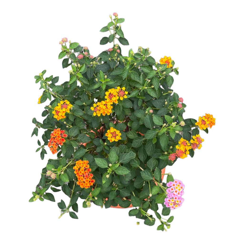 Lantana Camara (Multi-Coloured) (0.7m)