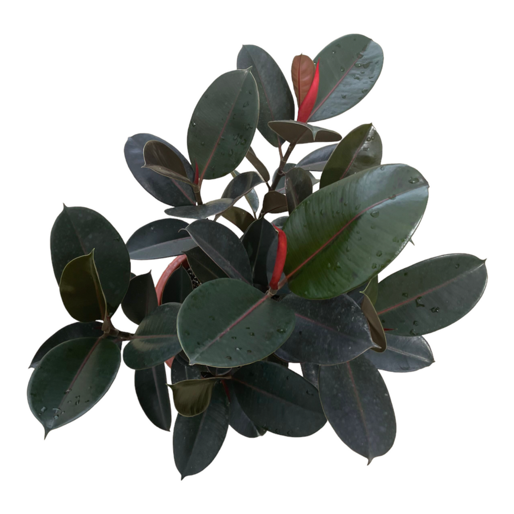 Ficus elastica, Burgundy Rubber Tree 3in1 (0.65m)