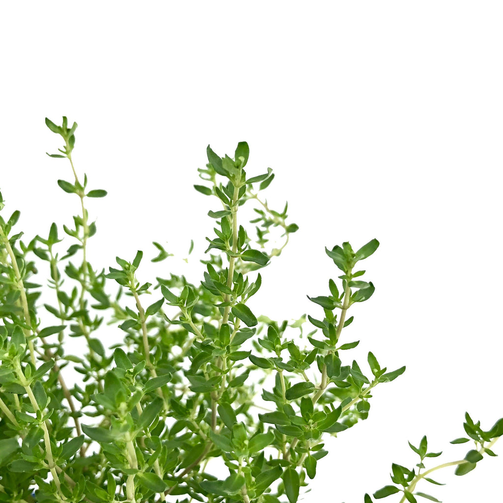 Thymus vulgaris, Thyme (0.30m)