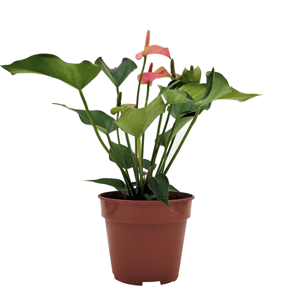 Anthurium andraeanum 'Pink', Flamingo Flower (0.25m)