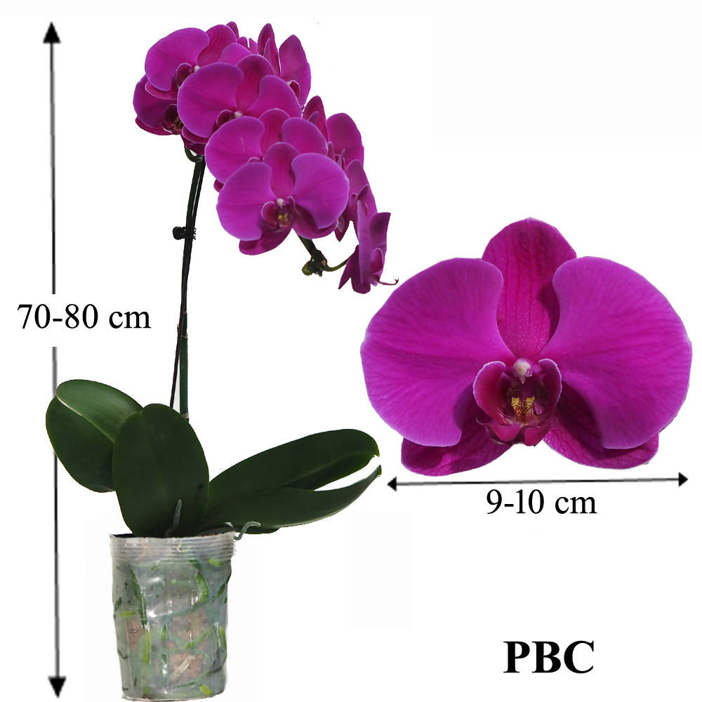 Phalaenopsis PBC (0.7m)