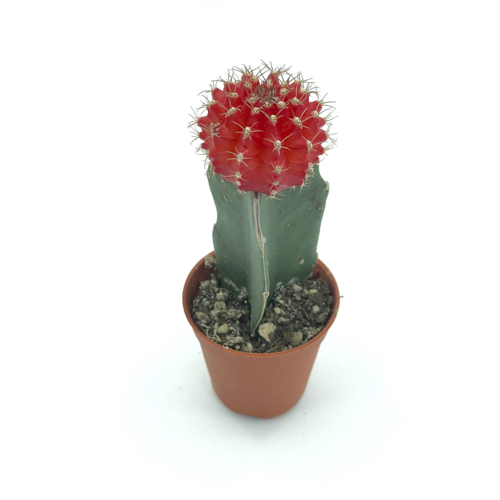 Cactus grafted, Assorted(0.08m)