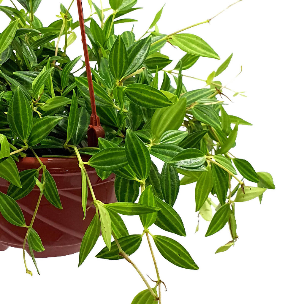 Peperomia puteolata 'Parallel Peperomia' (0.2m)