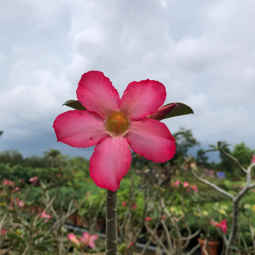 Adenium obesum, Desert Rose, Impala Lily (0.35m)