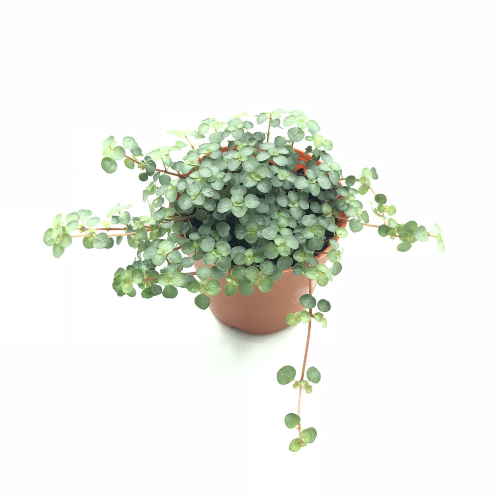 Pilea glaucophylla, Silver Sprinkles (0.03m)