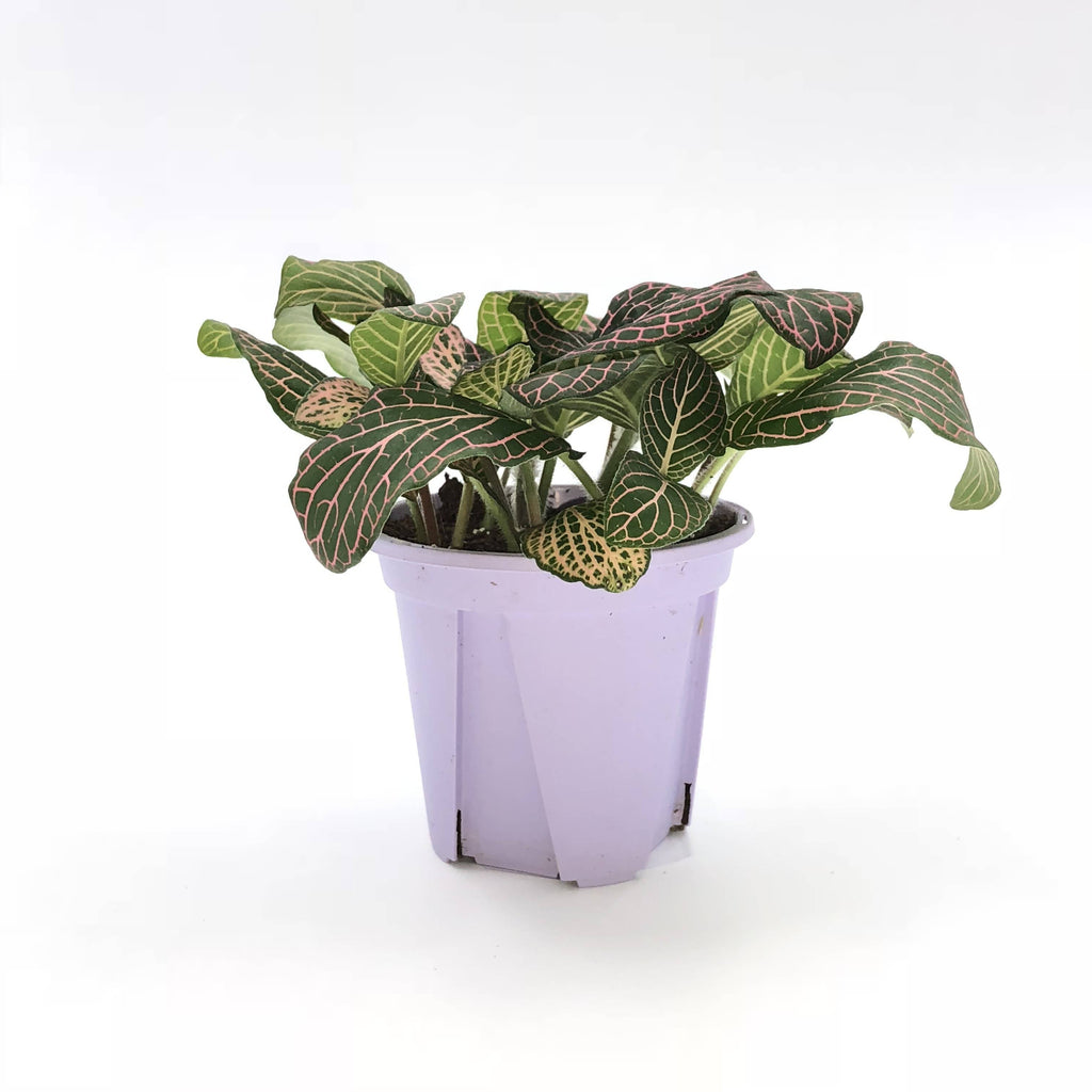 Fittonia sp., Nerve Plant (Pink) (0.05m)