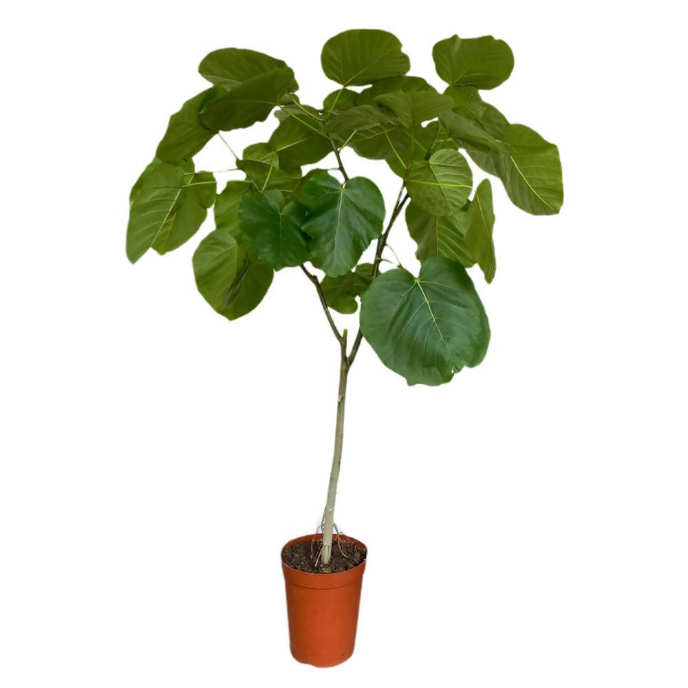 Ficus Umbellata (1.5m)