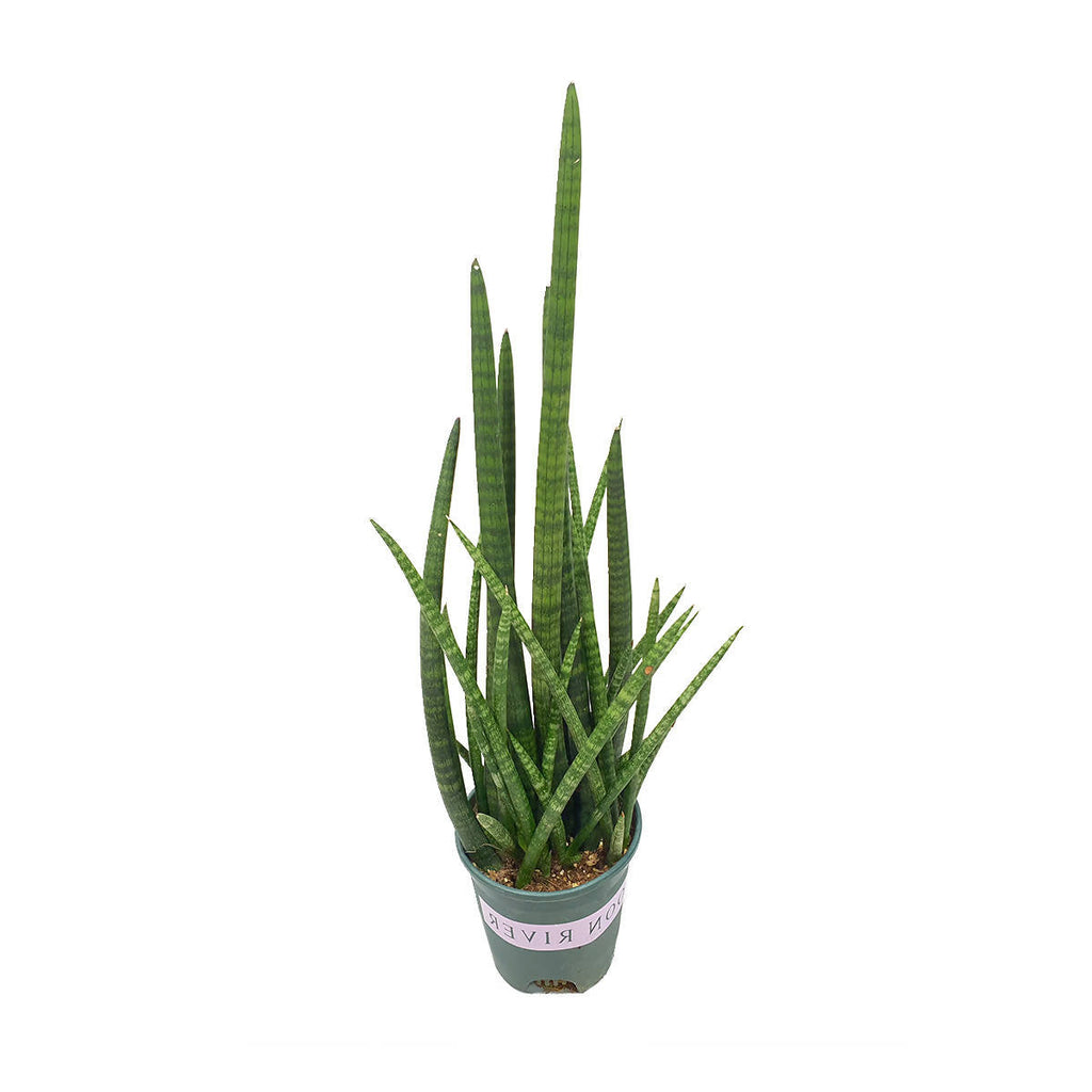 Sansevieria Cylindrica in Leaf Green B For Soft Round 18cm (0.6m)