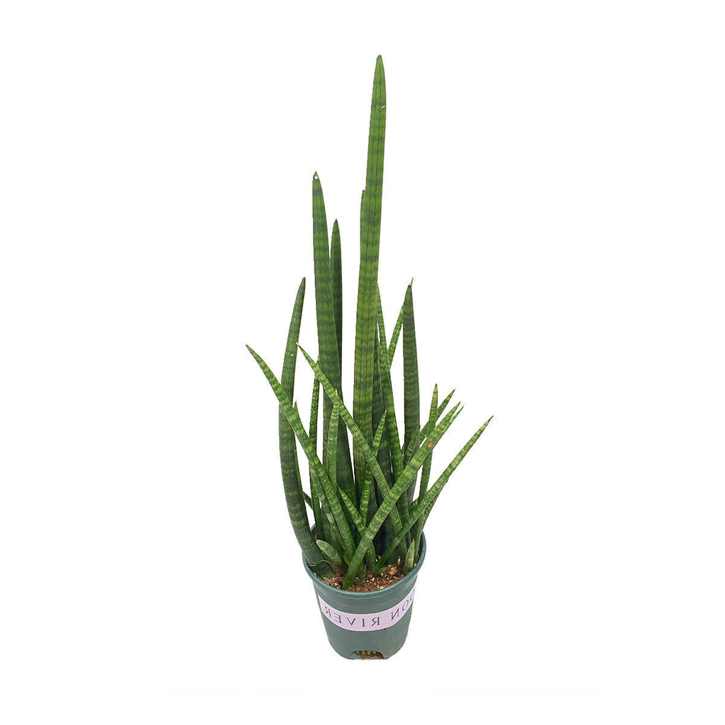 Sansevieria Cylindrica in White B For Soft Round 18cm (0.6m)