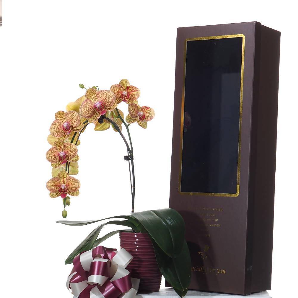 Phalaenopsis Gift Box F