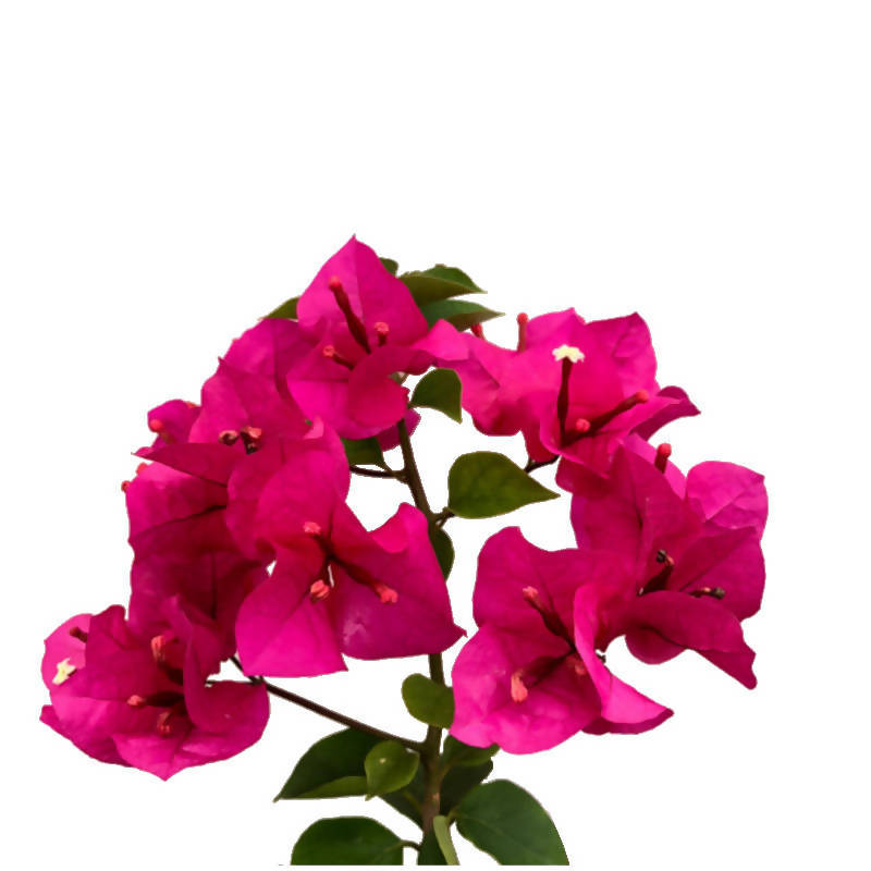 Bougainvillea 'Louis Wathen' (0.65m)