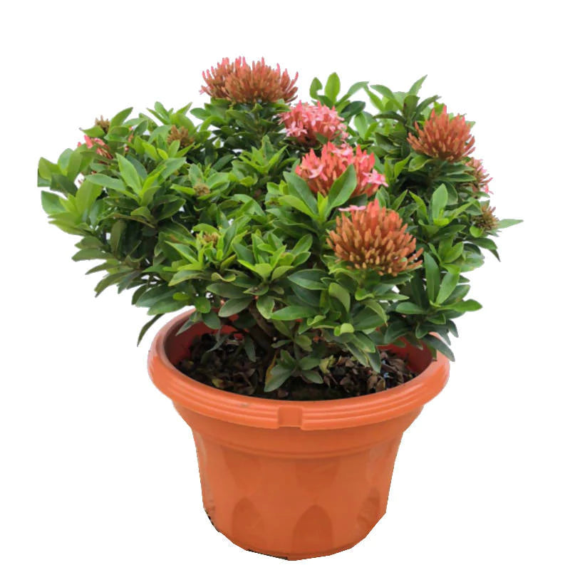 Ixora 'Dwarf Pink' (0.3m)