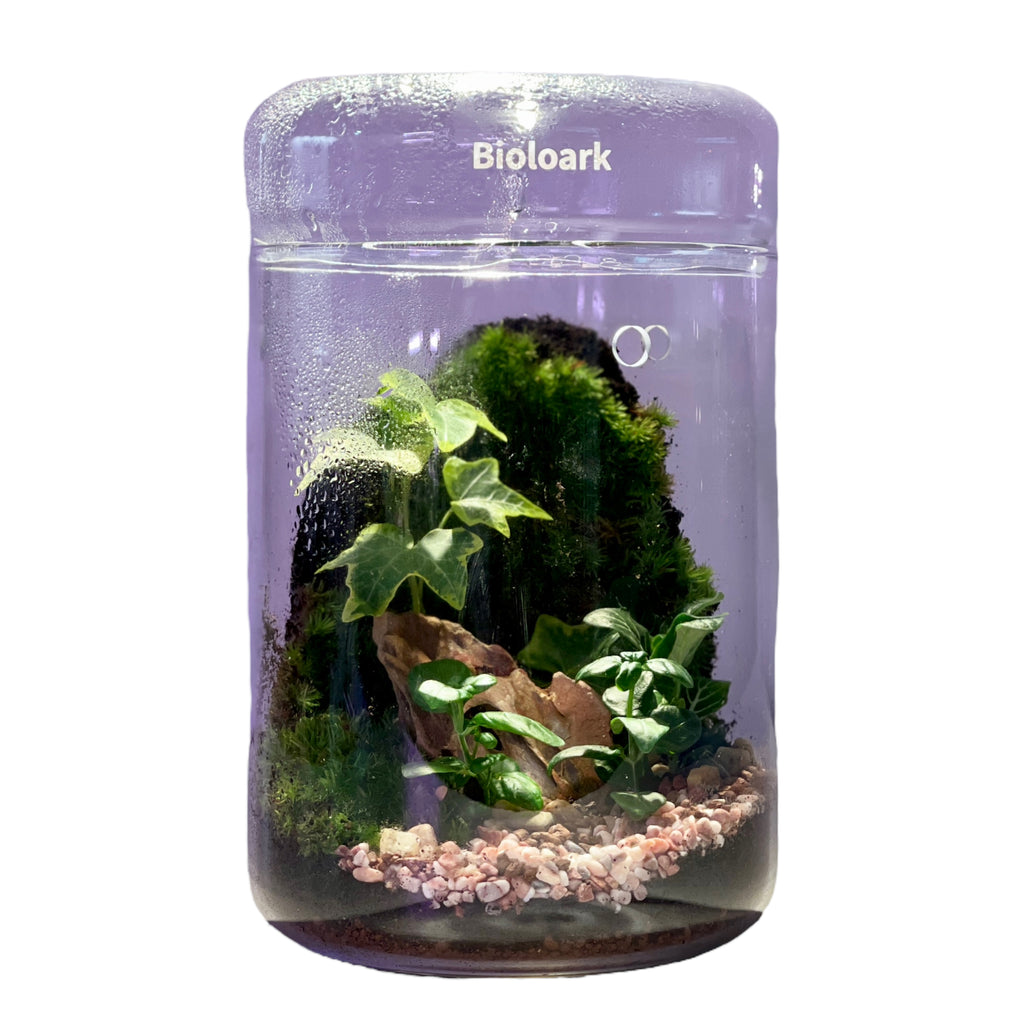 Small Raindrop Terrarium