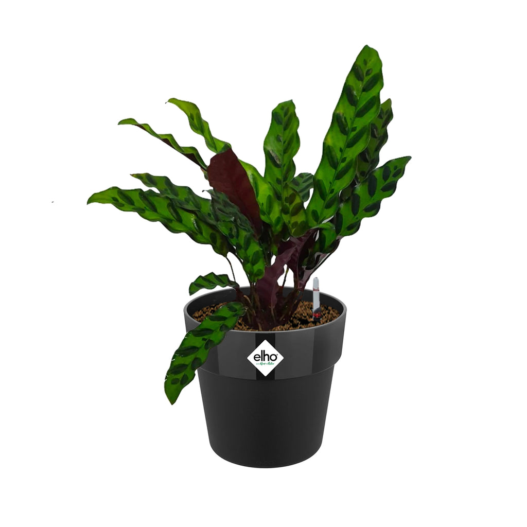 Rattlesnake Plant in Living Black B. for Original Round 18cm (0.35m)