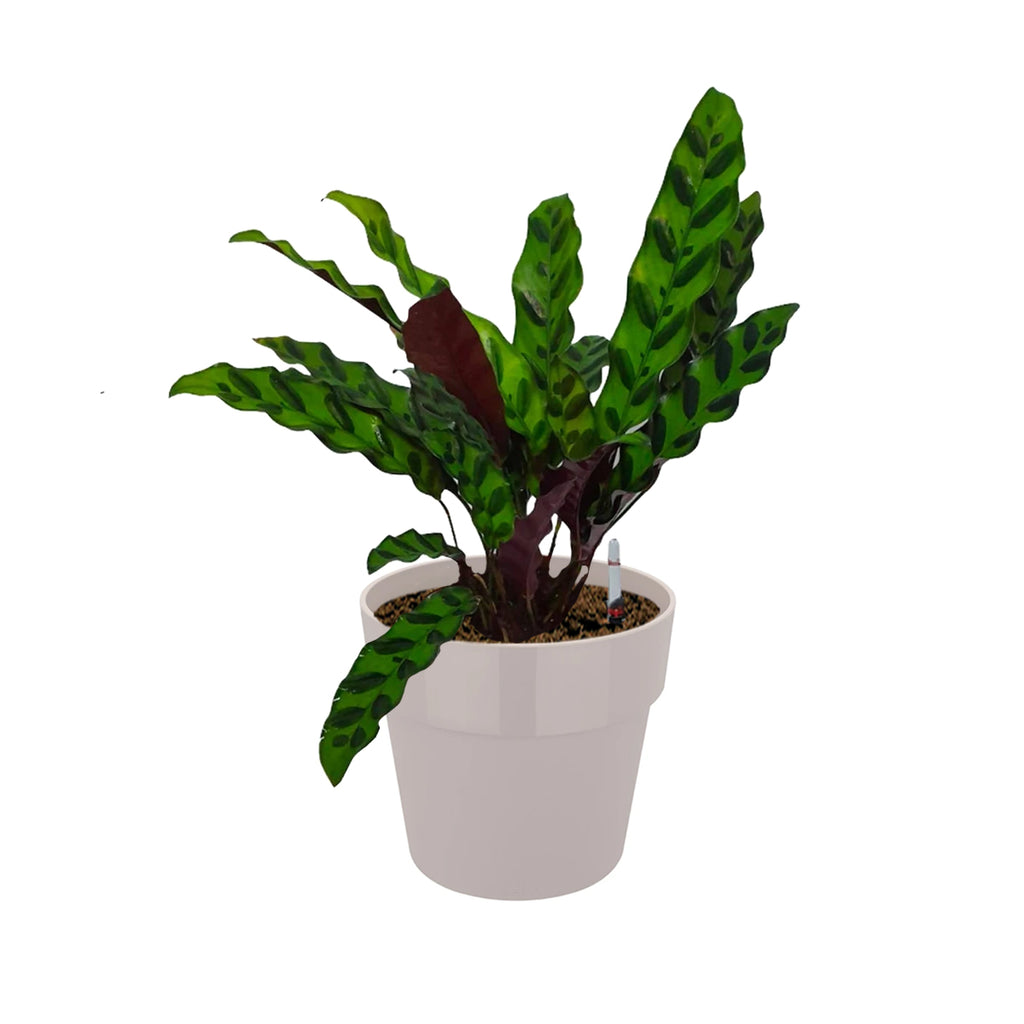 Rattlesnake Plant in Warm Grey B. for Original Round 18cm (0.35m)