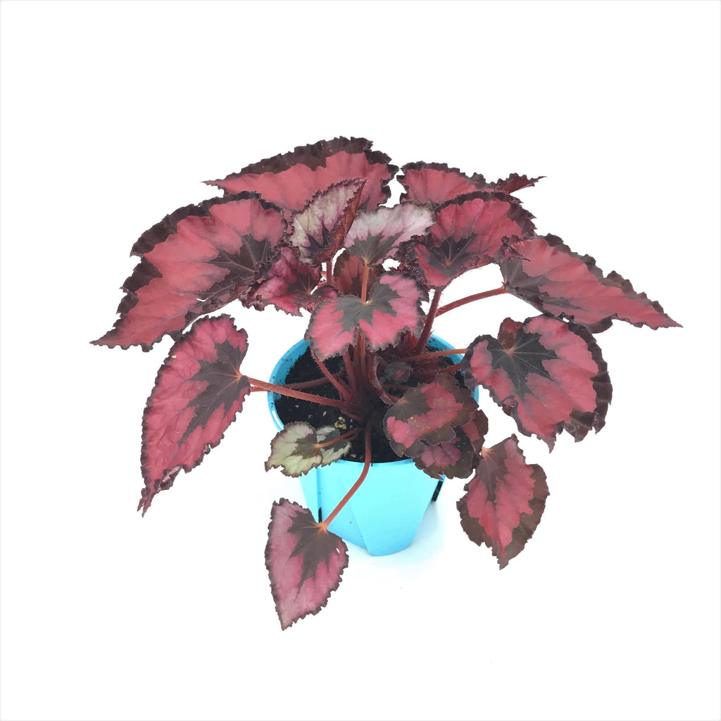 Begonia rex-cultorum, Begonia Leaf, type B (0.15m)