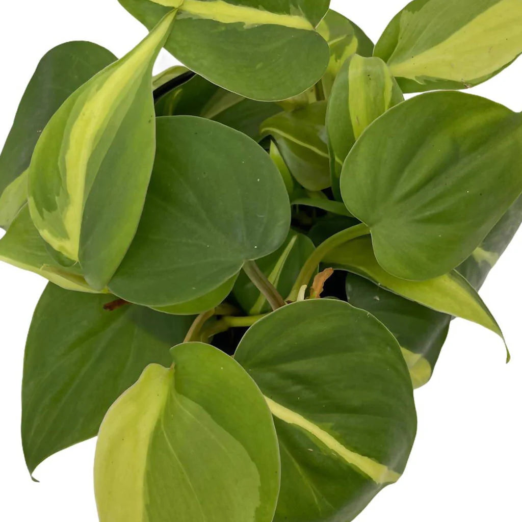 Philodendron Scandens Variegated in Butter Yellow Vibes Fold Round 14cm (0.15m)