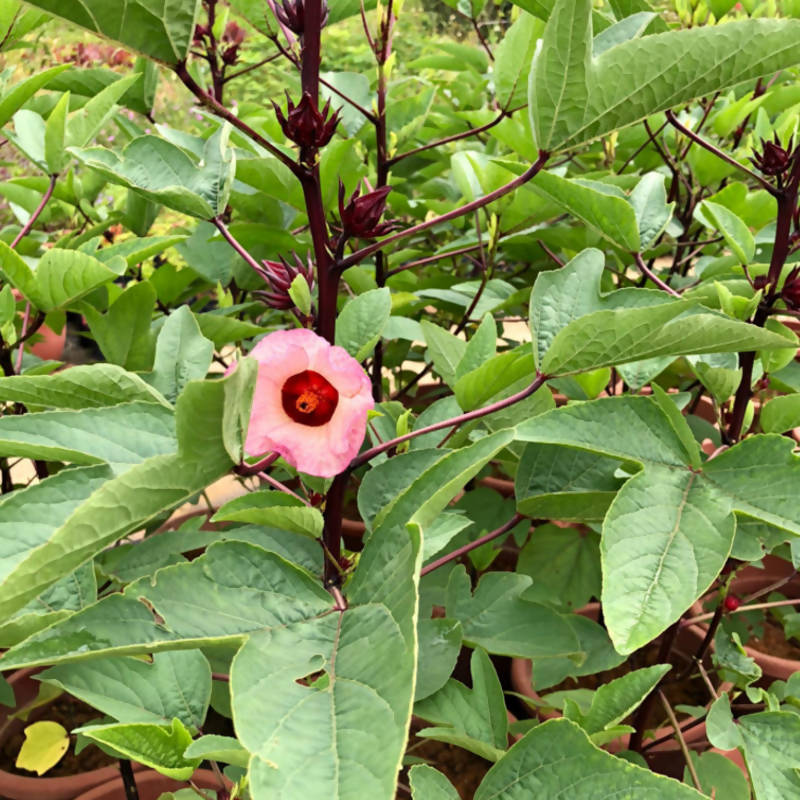 Hibiscus sabdariffa Linn, Roselle 洛神花 (0.65m)