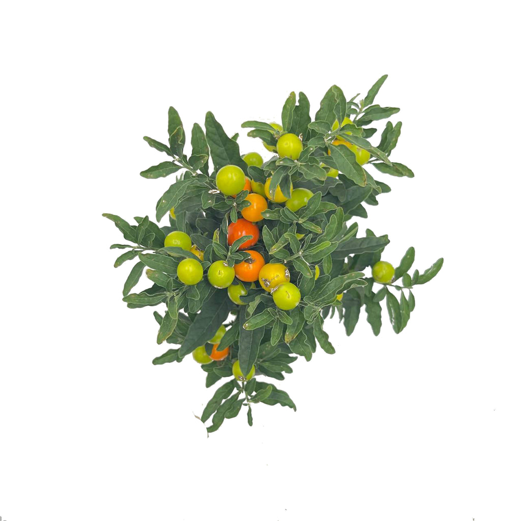 Solanum pseudocapsicum 满堂红 (0.5mH)