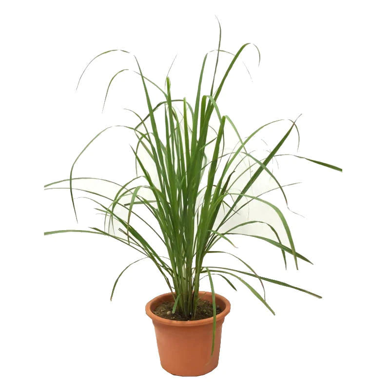 Cymbopogon citratus, West Indian Lemon Grass, Fever Grass, Lemongrass (0.7m)