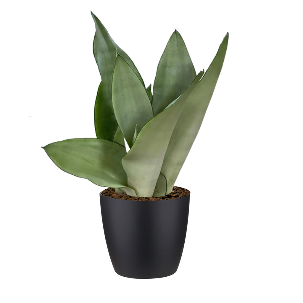 Sansevieria "Moonshine" in Living Black Brussels Round Mini 9.5cm (0.3m)