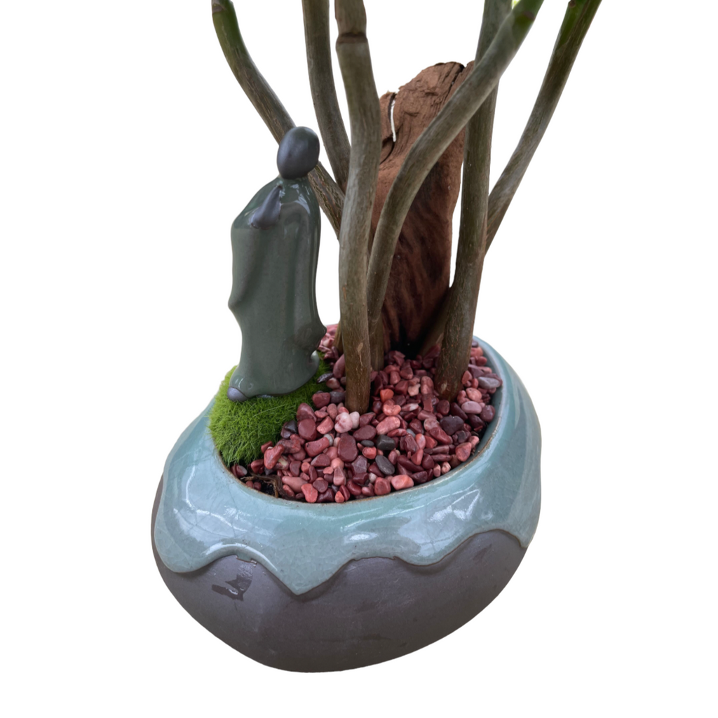 Pachira in statue pot (0.35m)