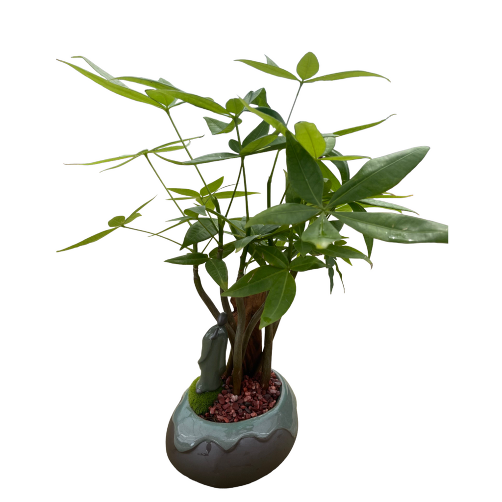 Pachira in statue pot (0.35m)