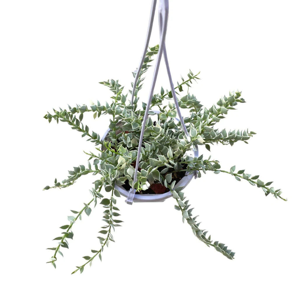 Dischidia ruscifolia variegated, Million Hearts Variegated (Hanging) (0.2m)