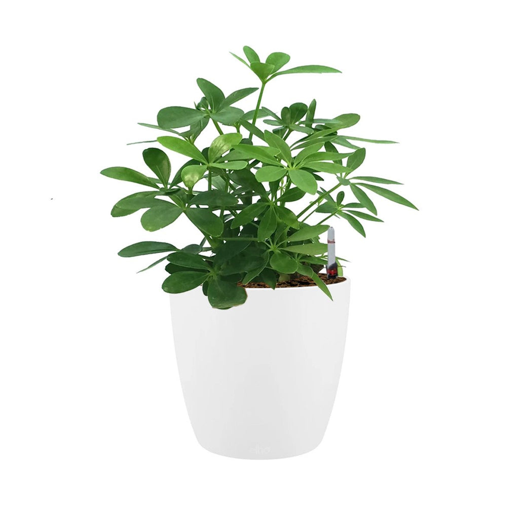 Schefflera Green in White Brussels Round 14cm (0.3m)