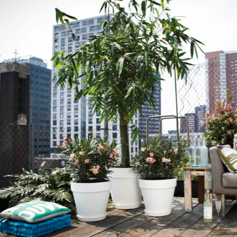 Dracaena Marginata in White Loft Urban 20cm with 14cm Saucer (0.7m)