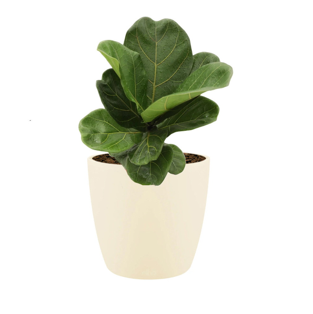 Ficus lyrata in Soap Brussels Round 16cm (0.35m)