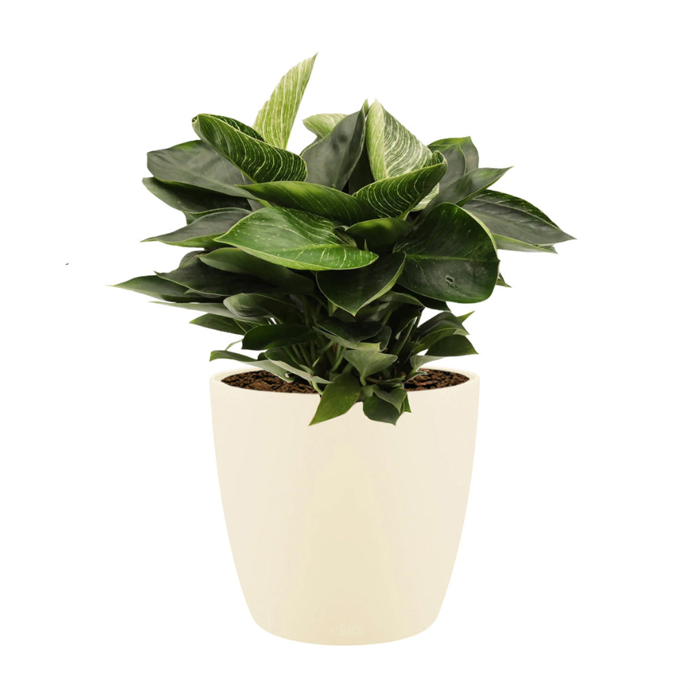 Philodendron Birkin in Soap Brussels Round 16cm (0.3m)
