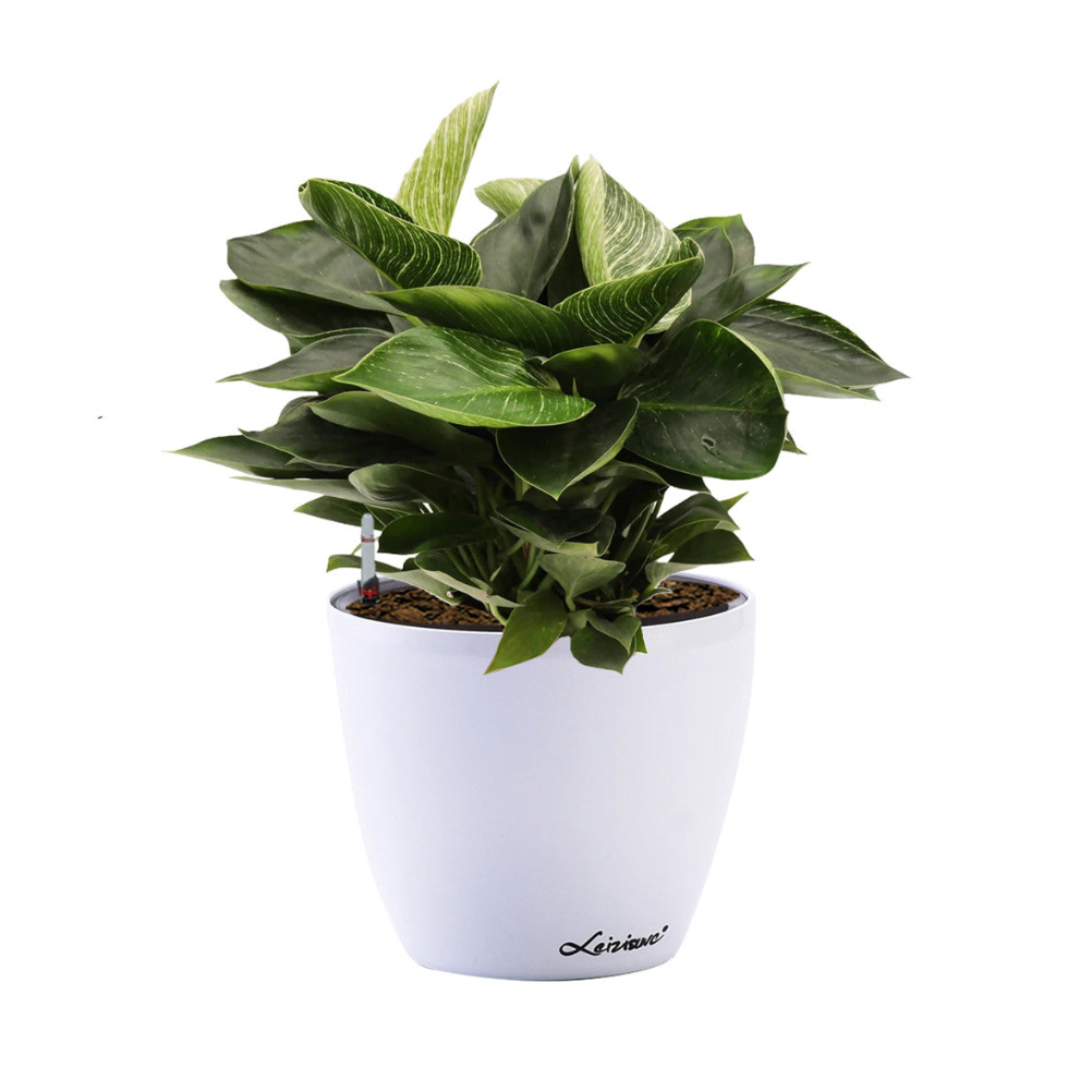 Philodendron Birkin in white Dumpy Round Series 15cm (0.3m)