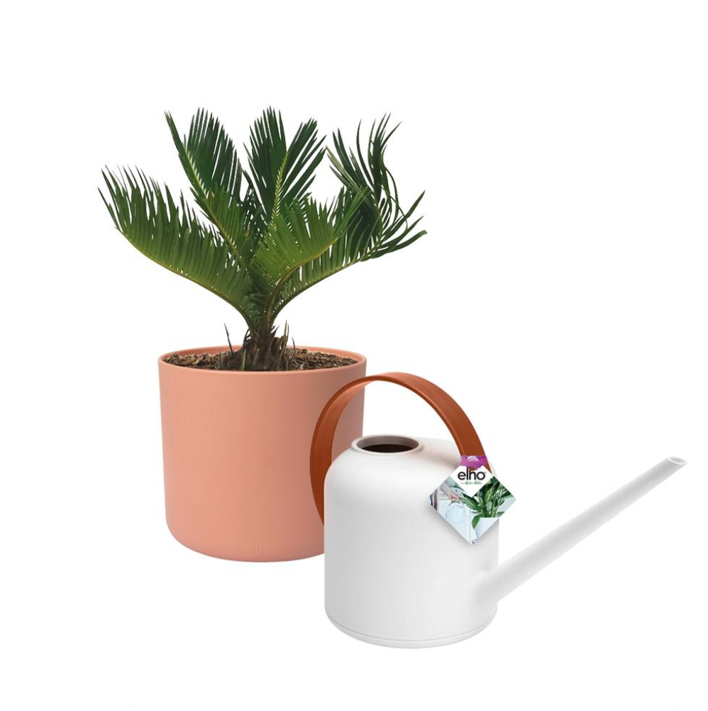 Sago Palm in Delicate Pink B. for Soft Round & White Brique B. for Soft Watering Can
