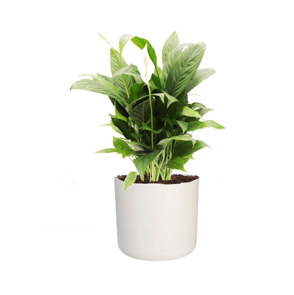 Spathiphyllum in White B. for soft round 14cm (0.35m)