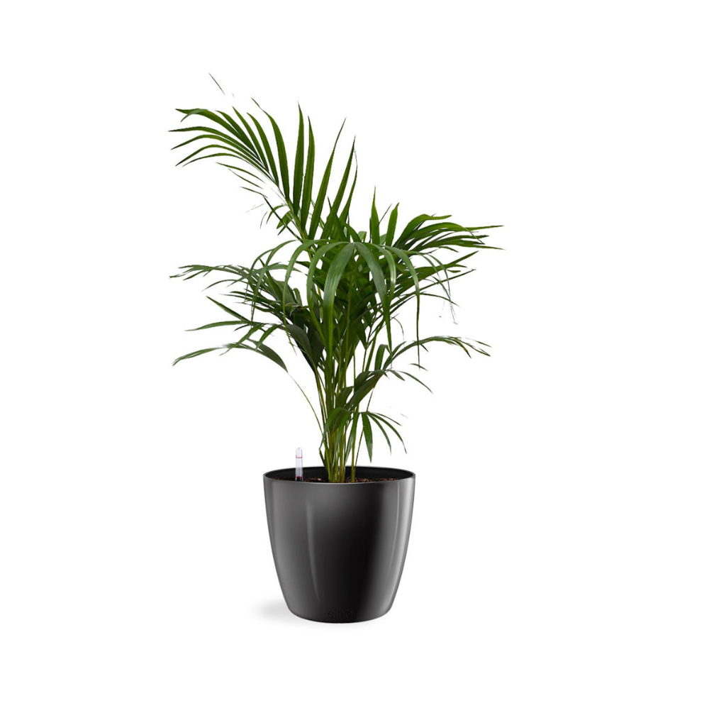 Yellow Palm in Metallic Black Brussels Diamond Round (1.2m)