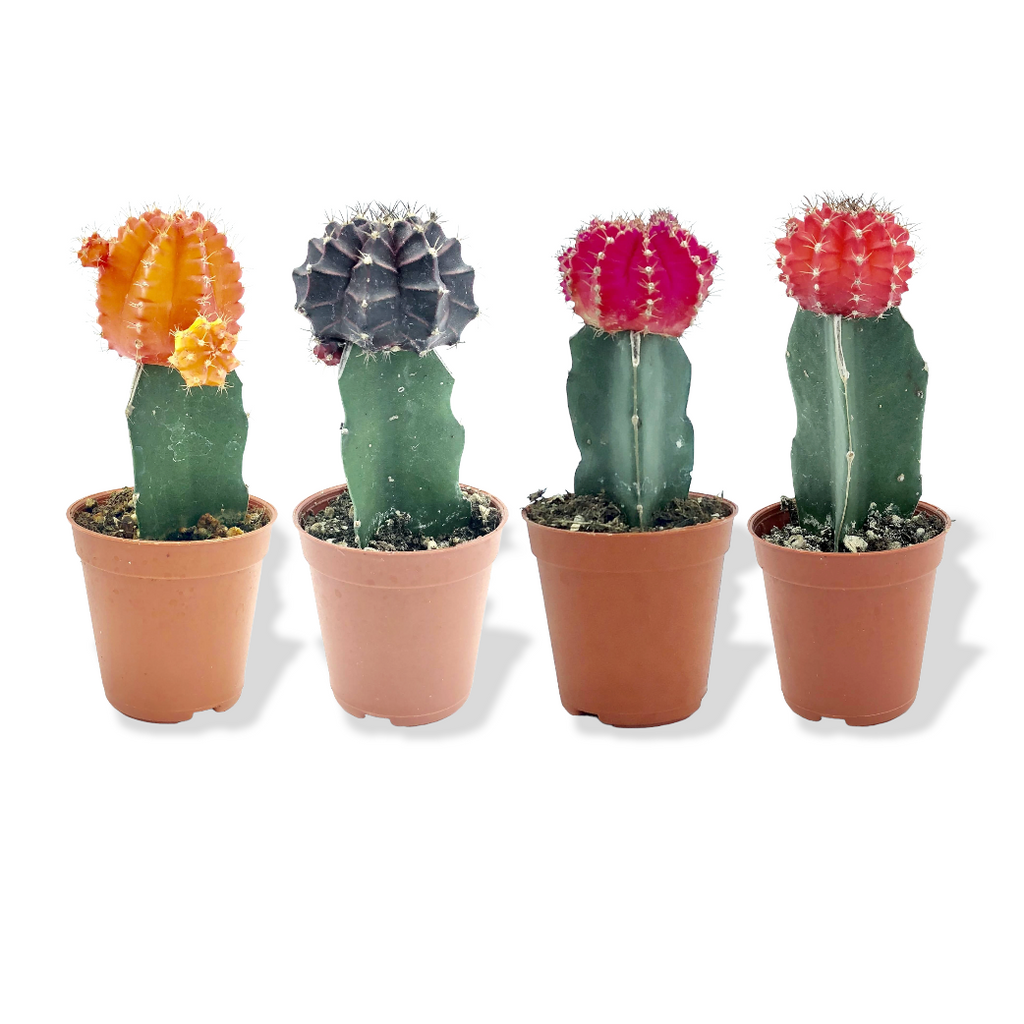 Cactus grafted, Assorted(0.08m)
