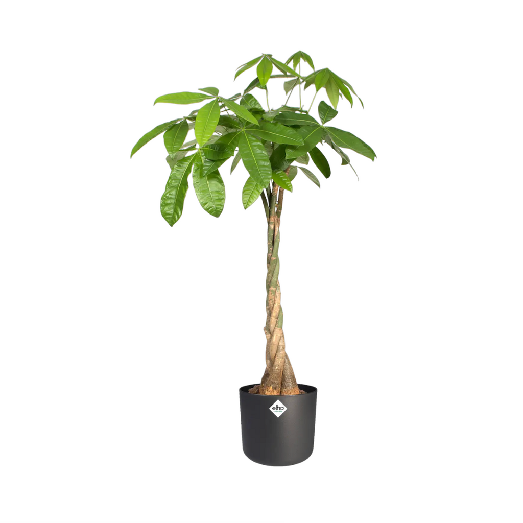 Money Tree, 发财树 in Anthracite B for Soft Round 35cm (1.5m)