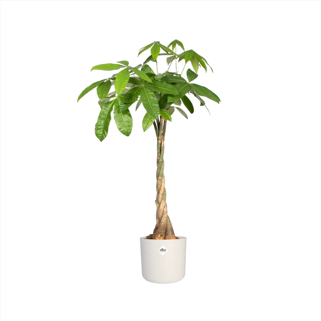 Money Tree, 发财树 in White B for Soft Round 35cm (1.5m)