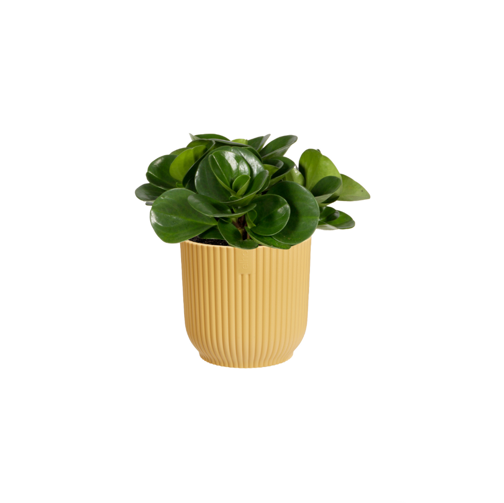 Peperomia Obtusifolia in Butter Yellow Vibes Fold Round 14cm (0.35m)