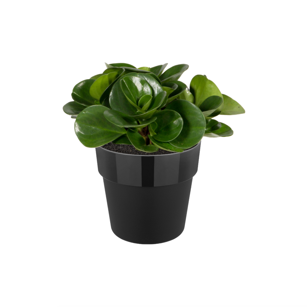 Peperomia Obtusifolia in Living Black B for Original (0.35m)