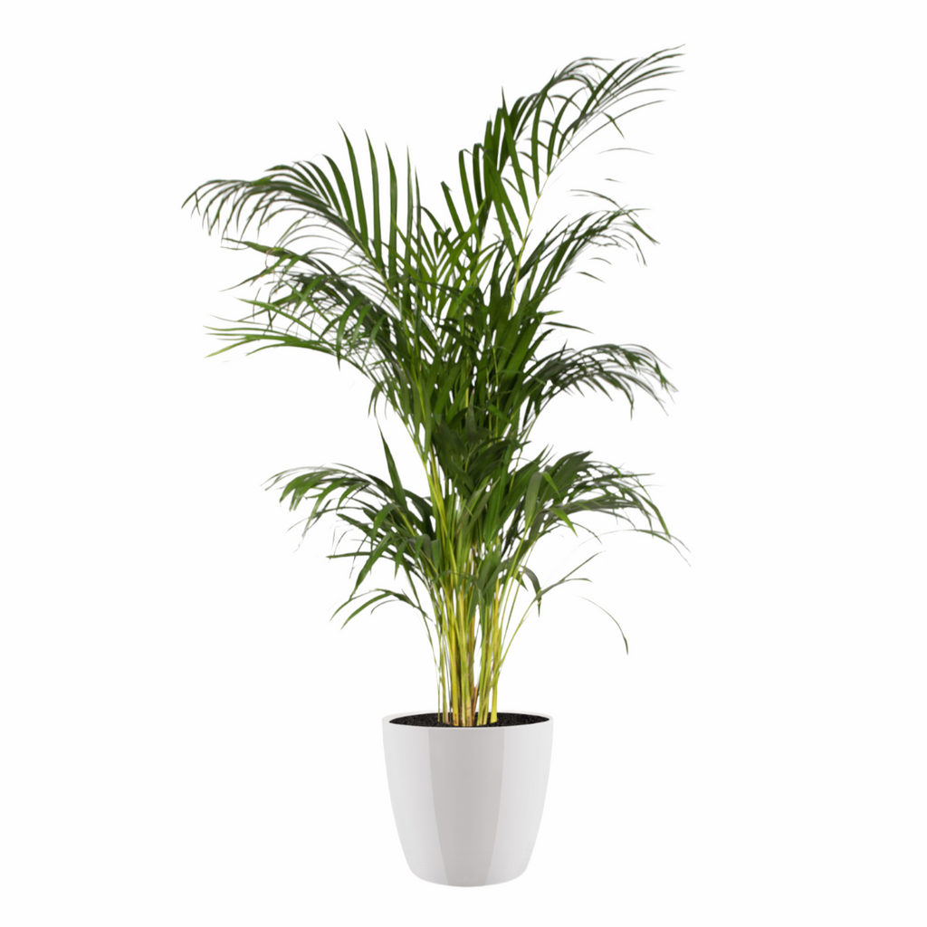 Yellow Palm in White Brussels Diamond Round 30cm (1.2m)