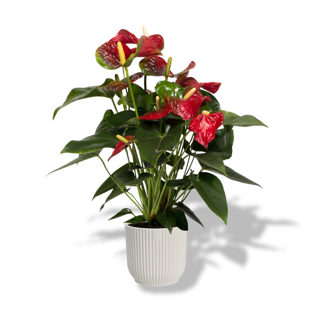 Anthurium Red in Silky White Vibes Fold 14cm (0.25m)