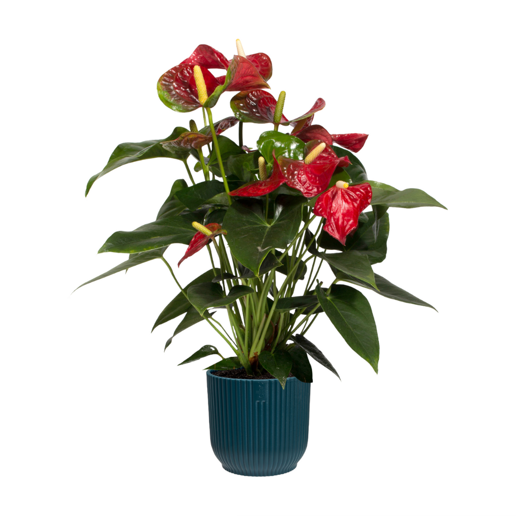 Anthurium Red in Deep Blue Vibes Fold 14cm (0.25m)