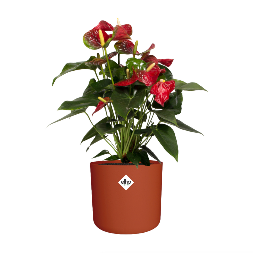 Anthurium Red in Brique B for Soft Round 14cm (0.25m)