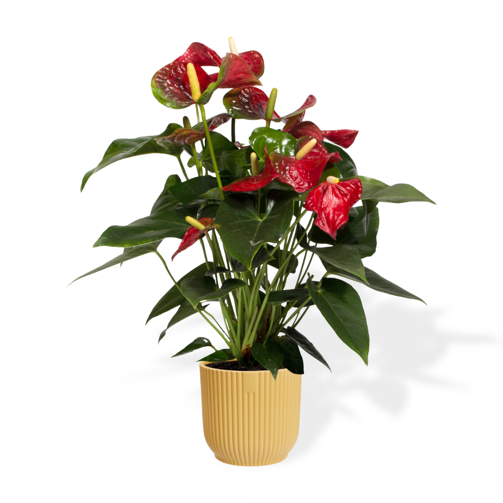 Anthurium Red in Butter Yellow Vibes Fold 14cm (0.25m)